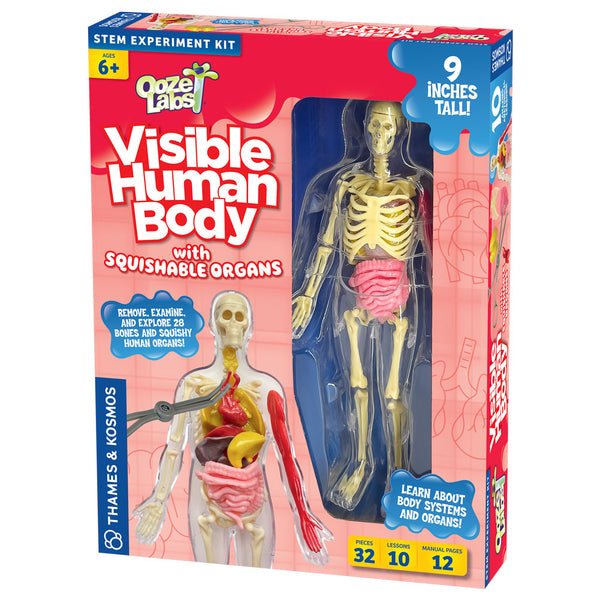 Squishy Visible Human Body Kit: Explore, Dissect, and Learn