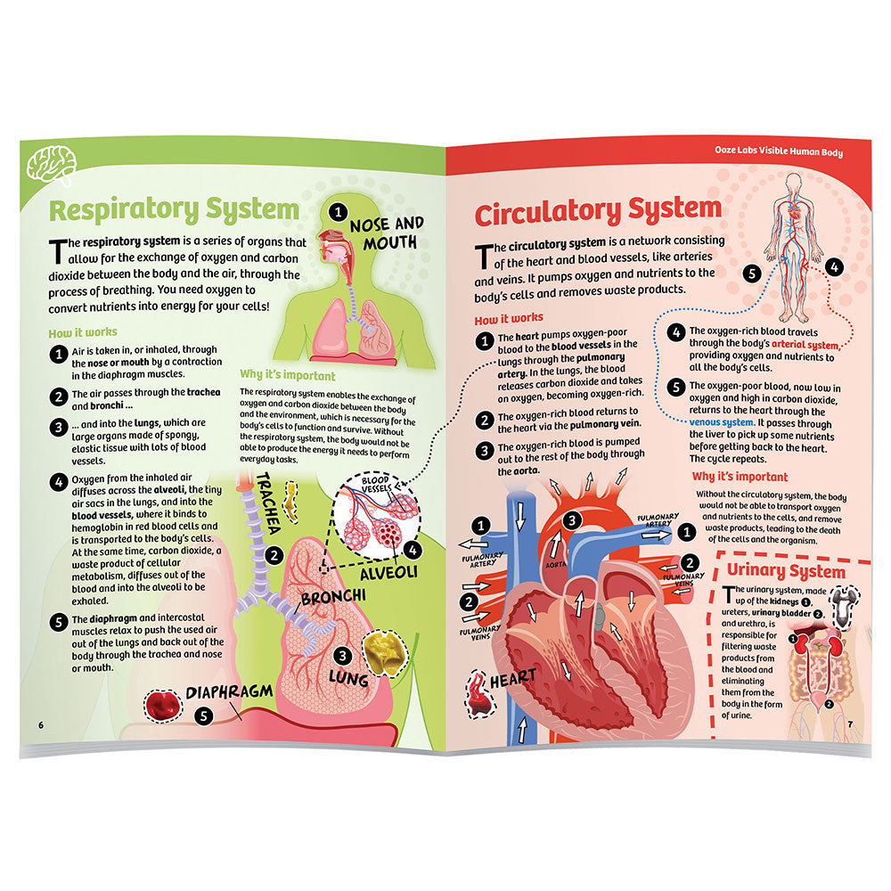 Squishy Visible Human Body Kit: Explore, Dissect, and Learn