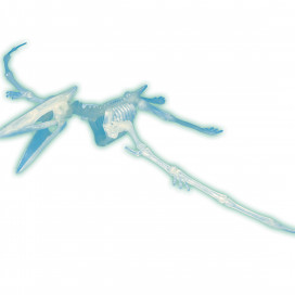 630485_GITD_Pterosaur_model.jpg